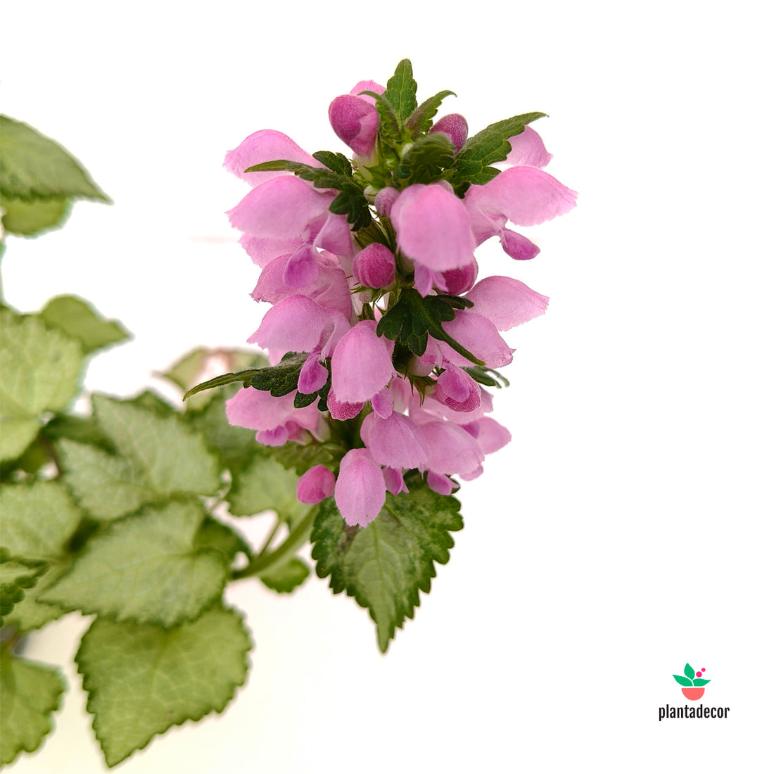 Lamium Maculatum