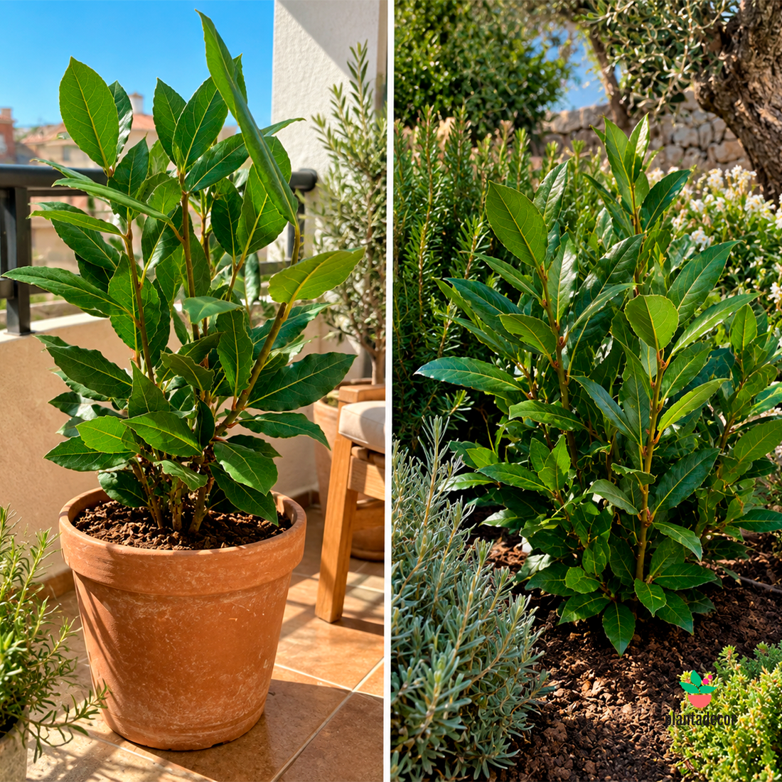 Laurus Nobilis