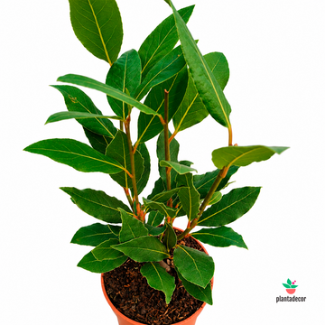 Laurus Nobilis