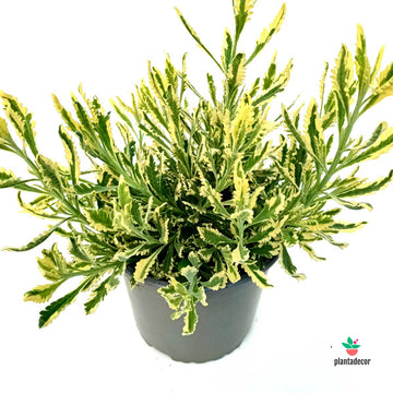 Lavandula Allardii Merlo