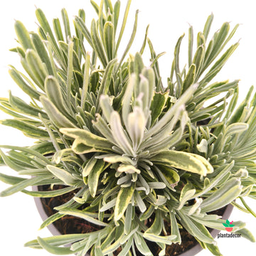 Lavandula Platinum Blonde