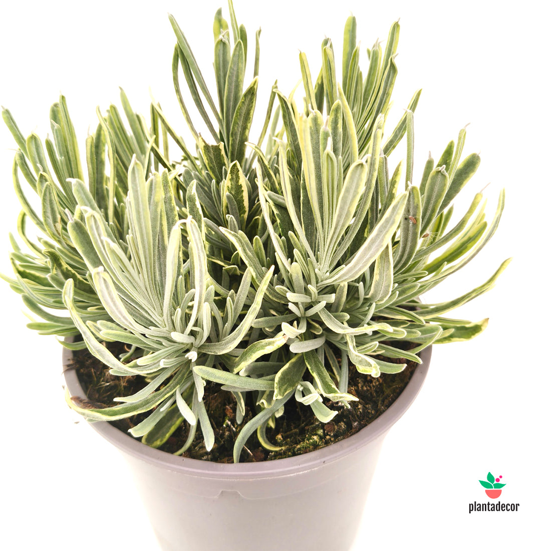 Lavandula Platinum Blonde