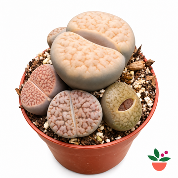 Lithops Aucampiae