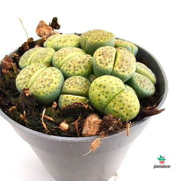 Lithops Gracildelineata