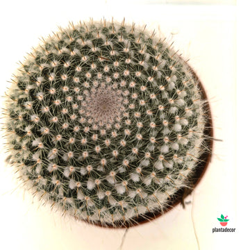 Mammillaria Hahniana