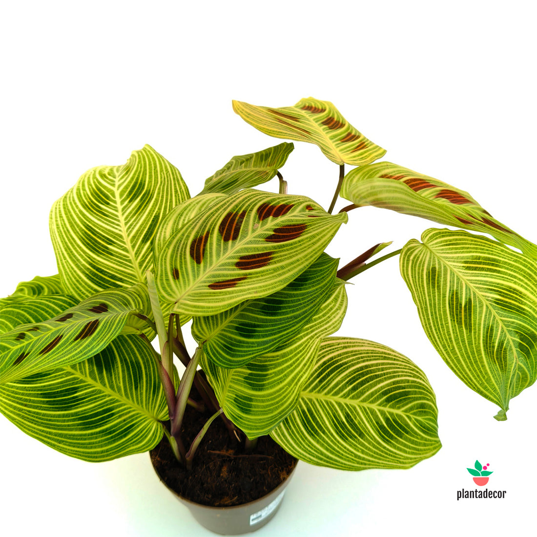 Maranta Leuconera "Golden Vein"