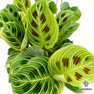 Maranta 'Light Veins'