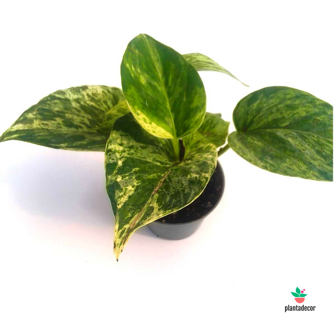 Epipremnum  "Marble Queen" - Mini