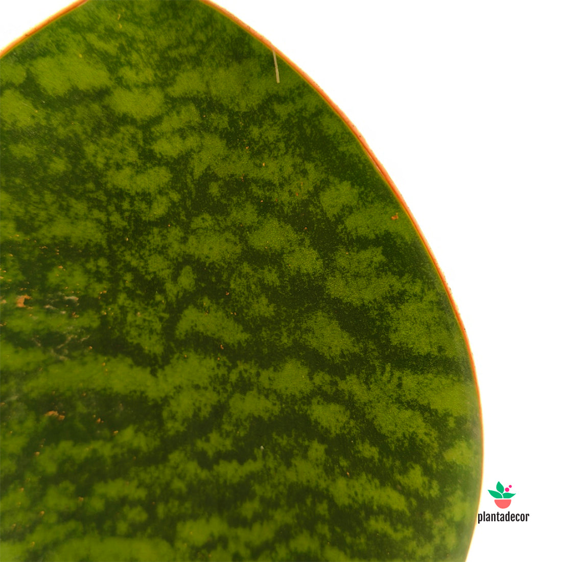 Sanseviera Trifasciata Masoniana Victoria