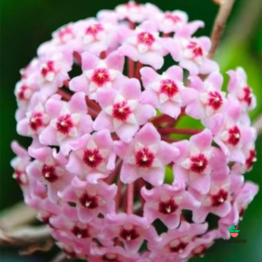 Hoya Mauna Loa