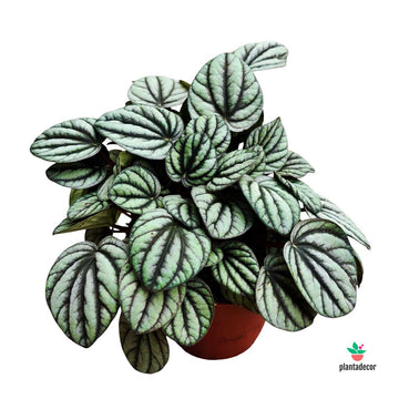 Peperomia Mystique