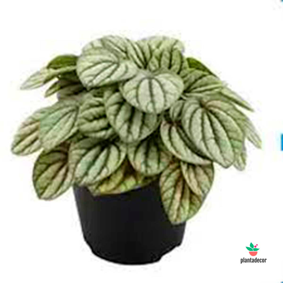 Peperomia Mystique