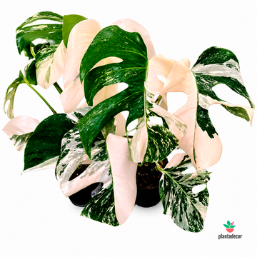 Monstera Variegata - ExtraVariegated