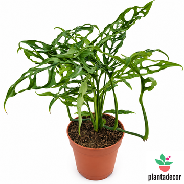 Monstera Obliqua