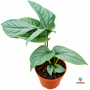 Monstera Amydrium Medium Silver