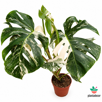 Monstera Variegata - ExtraVariegated