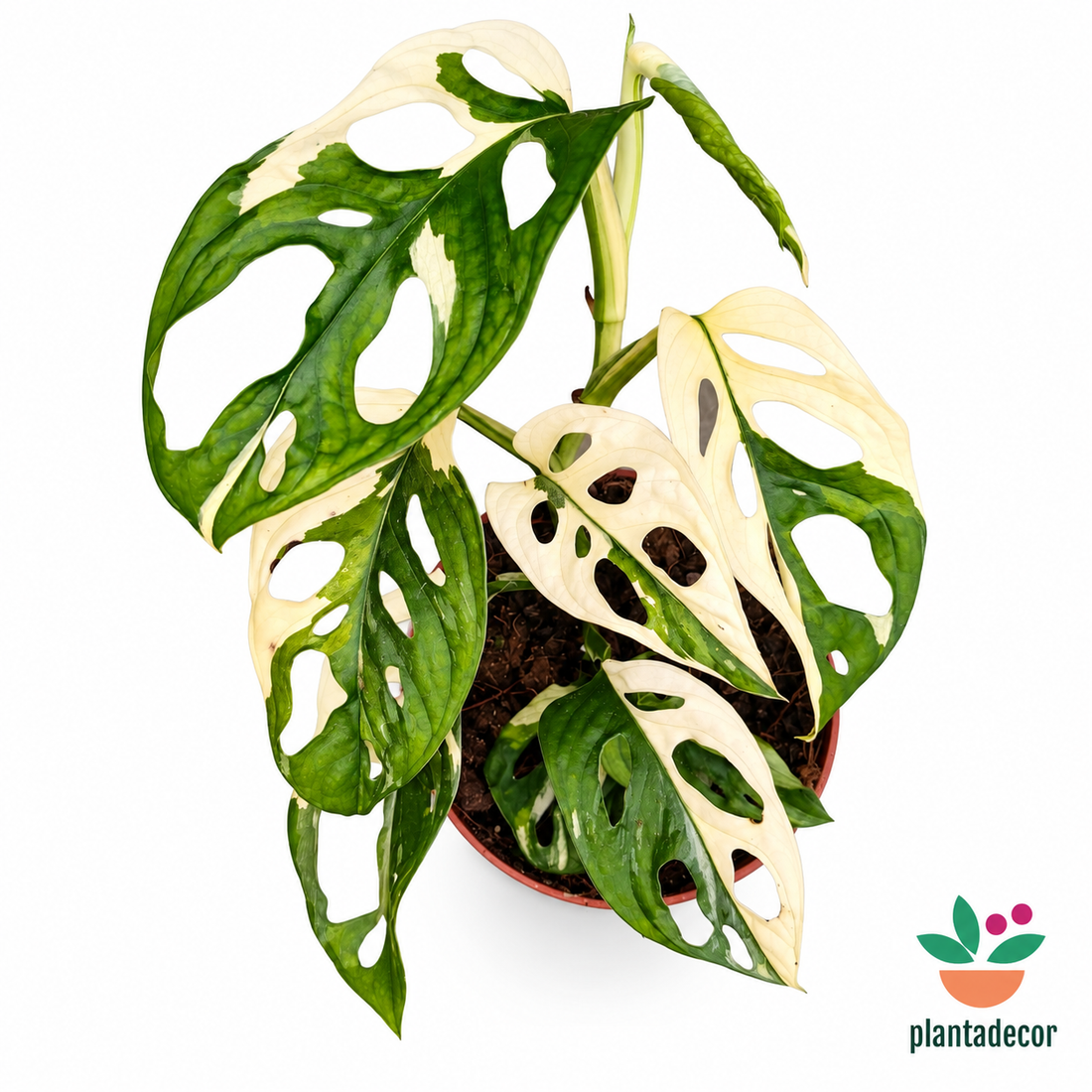 Monstera Obliqua "Leichtlinii" - Variegada