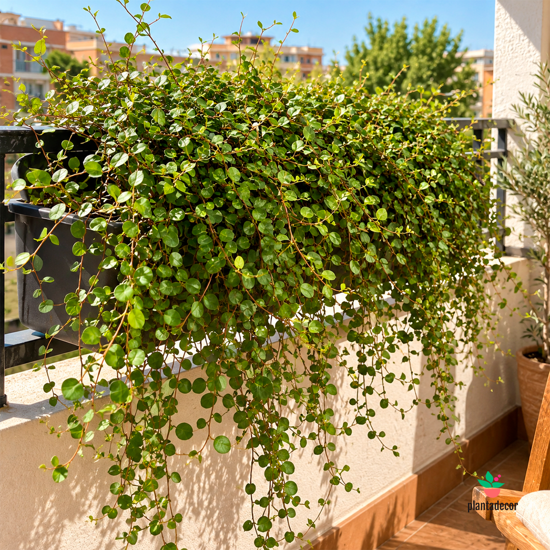 Muehlenbeckia Complexa 'Maori'