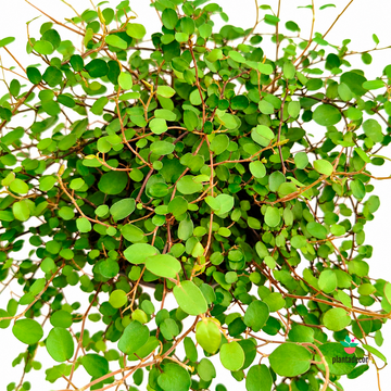 Muehlenbeckia Complexa 'Maori'