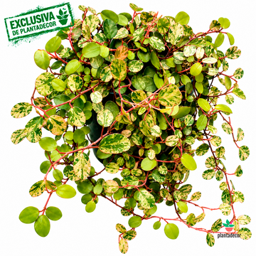 Muehlenbeckia Complexa 'Maori' Twin