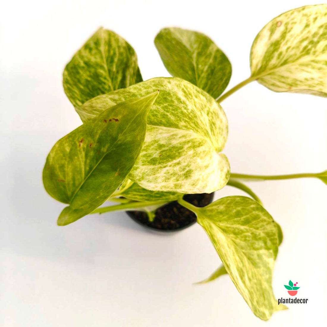 Epipremnum  "Neon Queen" - Mini