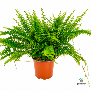 Nephrolepis Exaltata