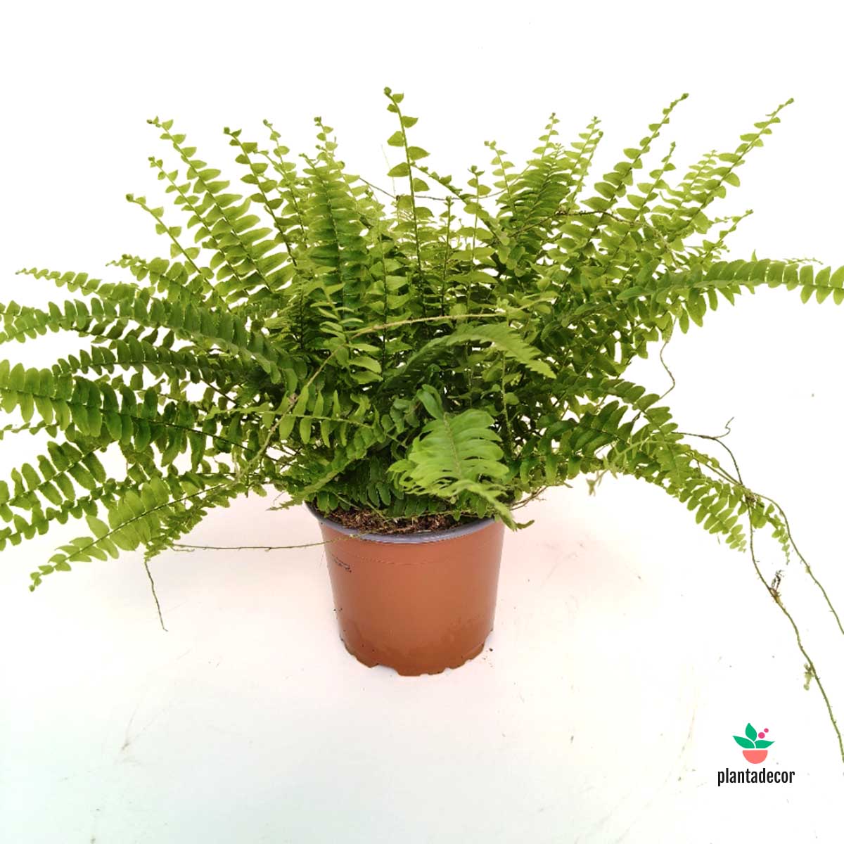 Nephrolepis Exaltata