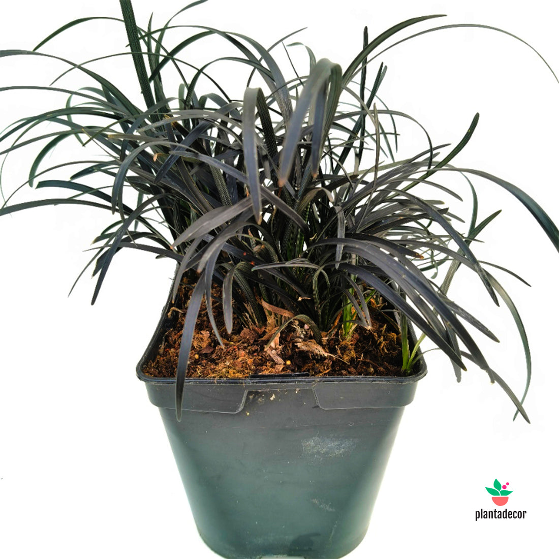 Ophiopogon Planiscapus "Niger"