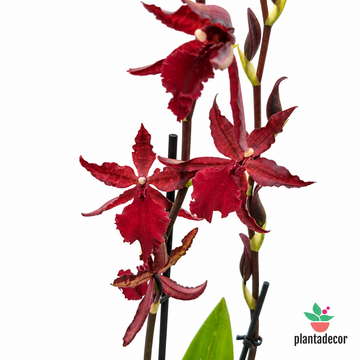 Orquídea Cambria Billy Bob