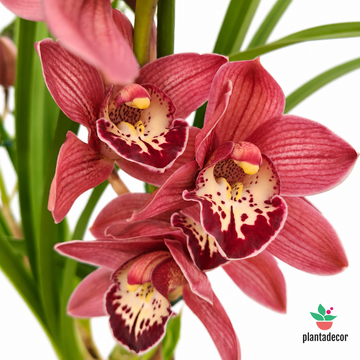 Orquídea Cymbidium Red Beauty