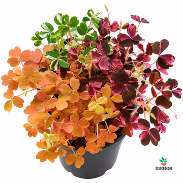 Oxalis Vulcanicola Trio