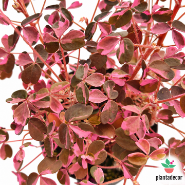 Oxalis Vulcanicola Pink