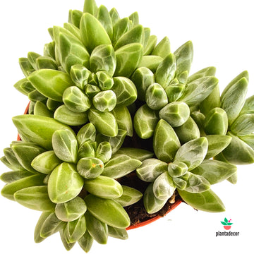 Pachyphytum Compactum