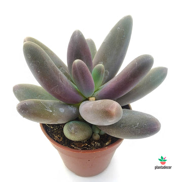 Pachyphytum Ganzhou