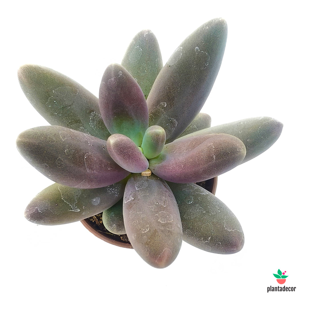 Pachyphytum Ganzhou