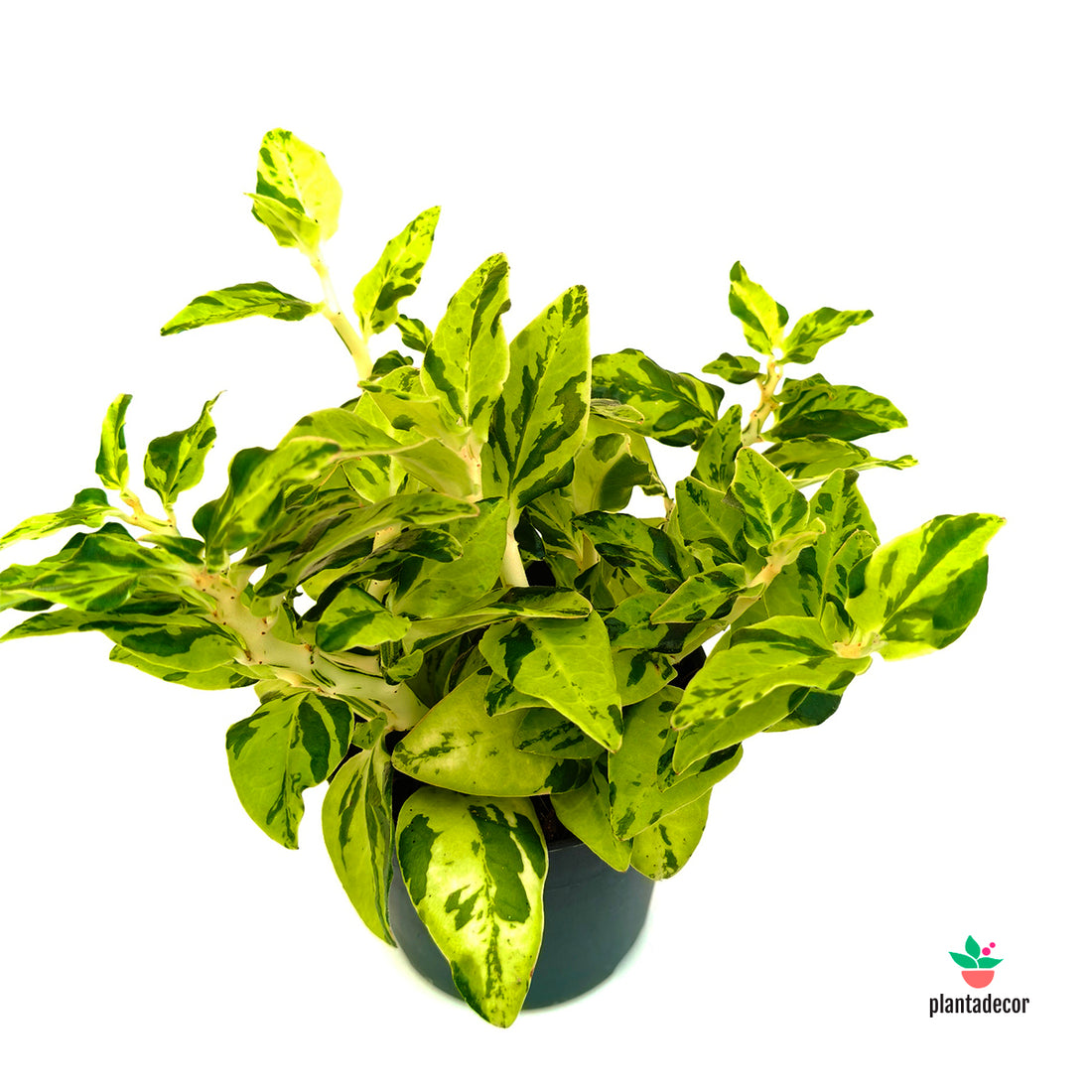 Pedilanthus Tithymaloides