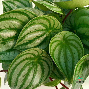 Peperomia Argyreia XL