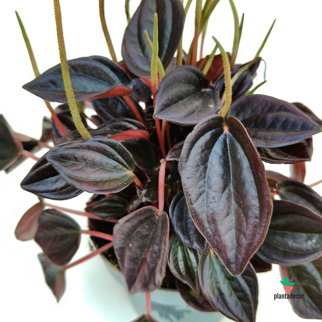 Peperomia Aruba