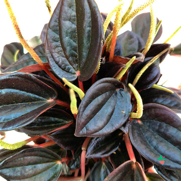 Peperomia Aruba