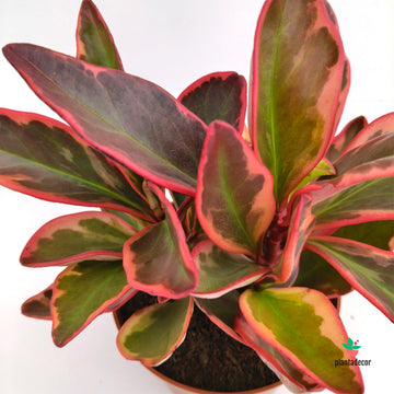 Peperomia Clusifolia "Jellie"