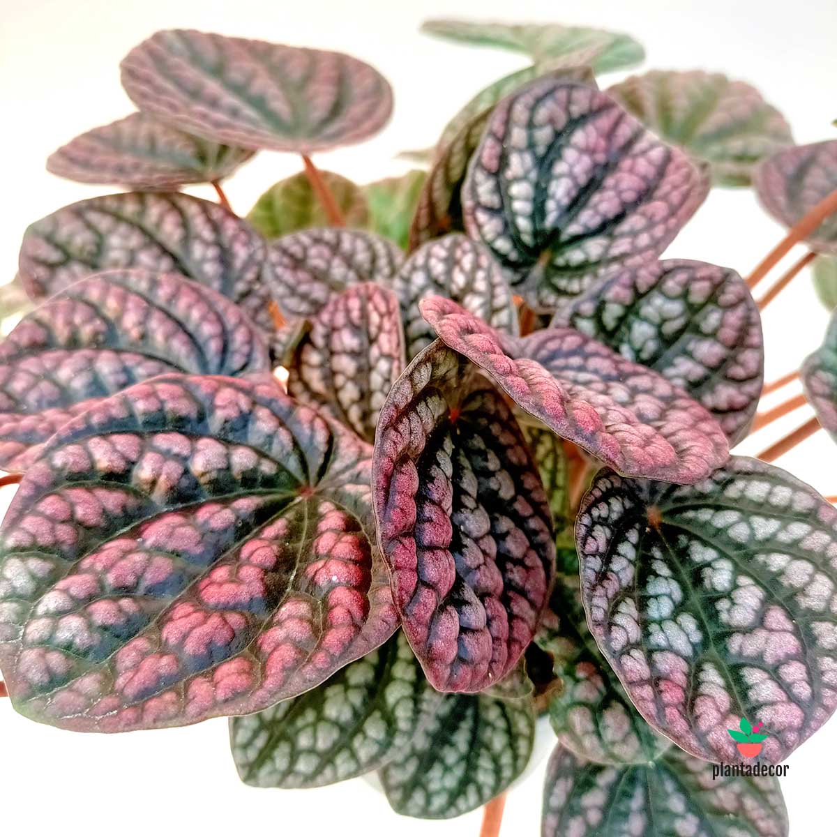 Peperomia Lucinda
