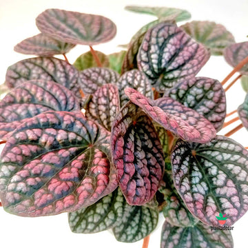 Peperomia Lucinda