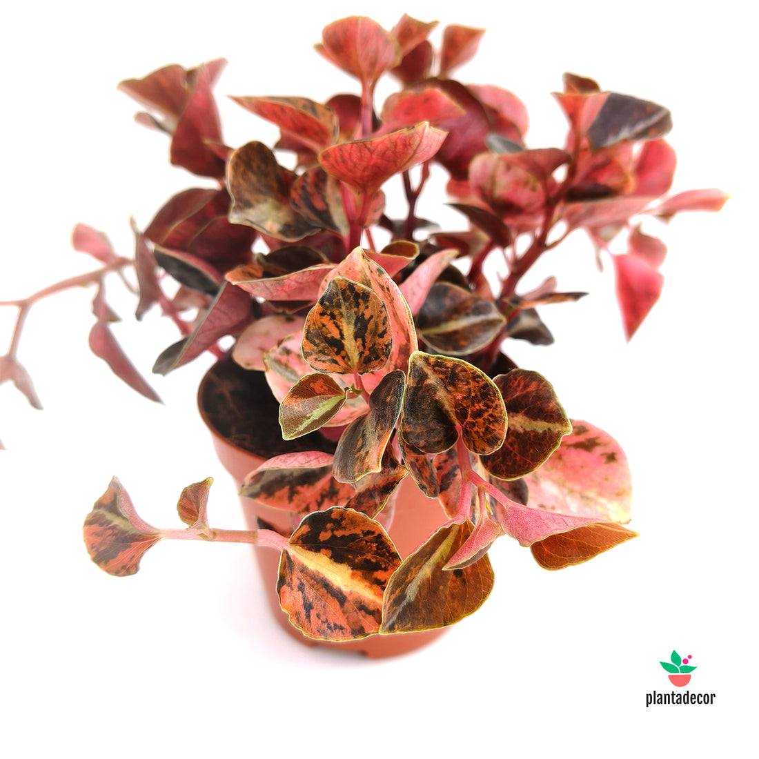 Peperomia Cappuccino