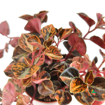 Peperomia Cappuccino