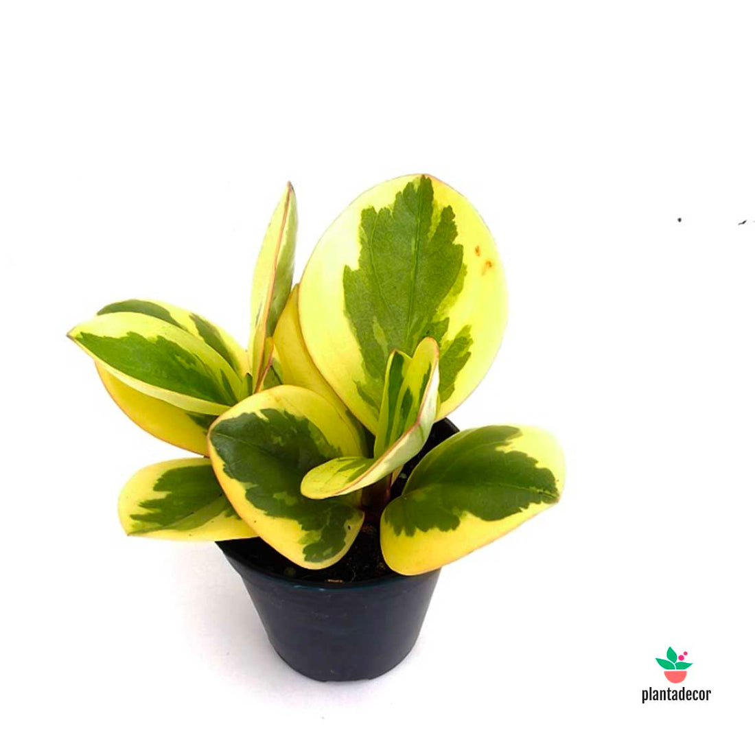 Peperomia Obtipan Bicolor