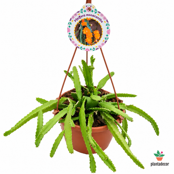 Pfeiffera Monacantha