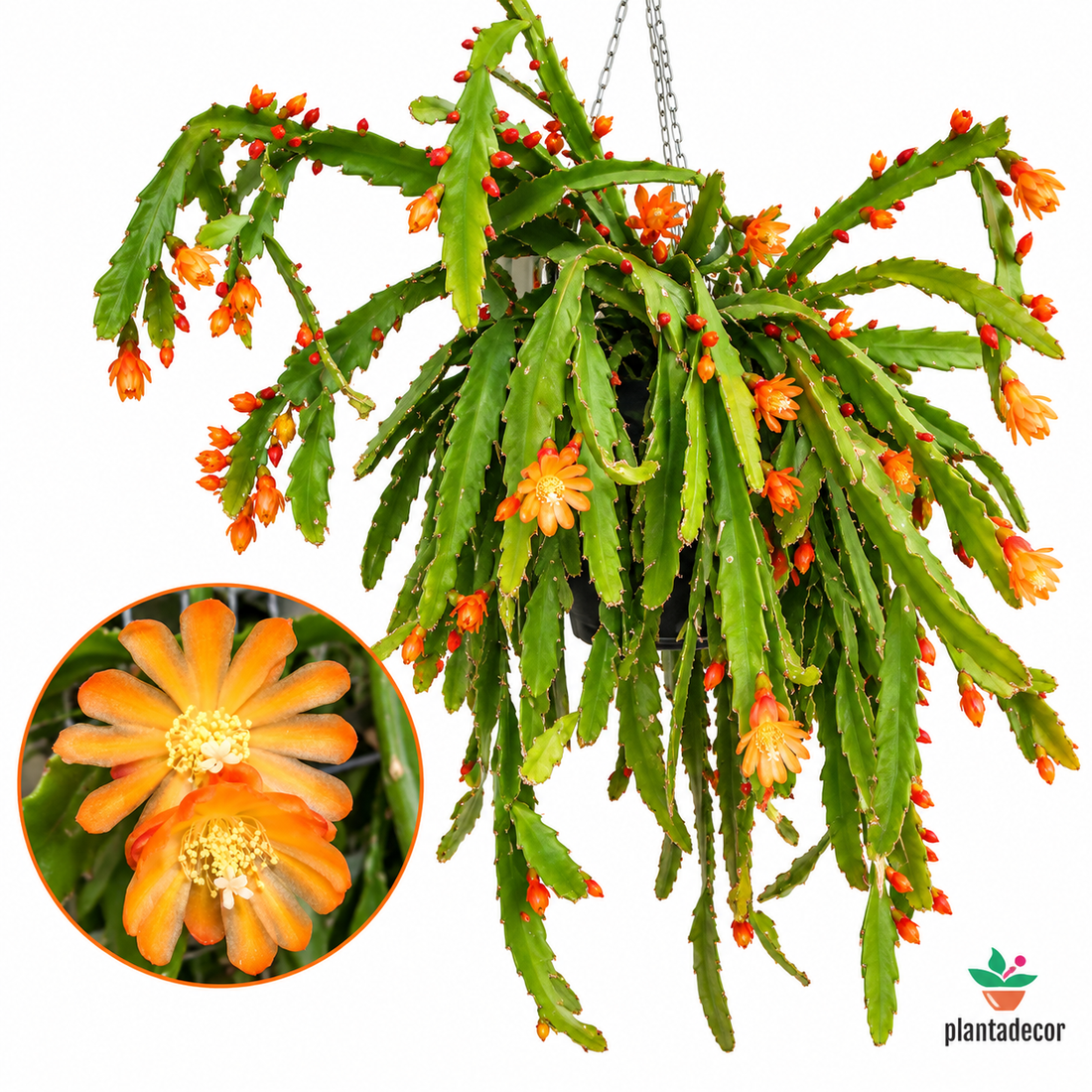 Pfeiffera Monacantha