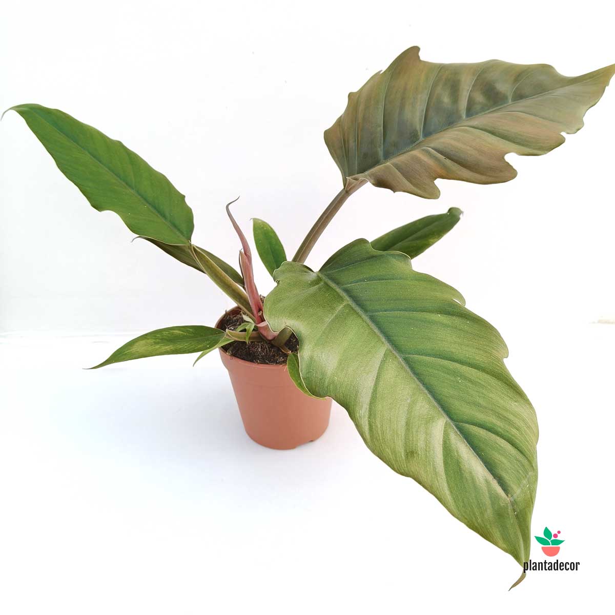 Philodendron Choco Empress