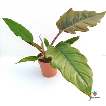 Philodendron Choco Empress