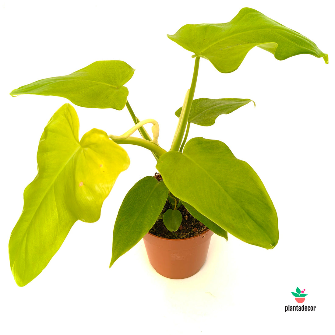 Philodendron Golden Violin